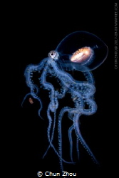 A walking octopus by Chun Zhou 
